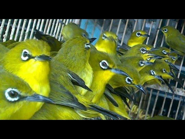 Terapi Pleci Ombyokan Untuk Memancing Bunyi Agar Cepat Ngalas Buka Paruh