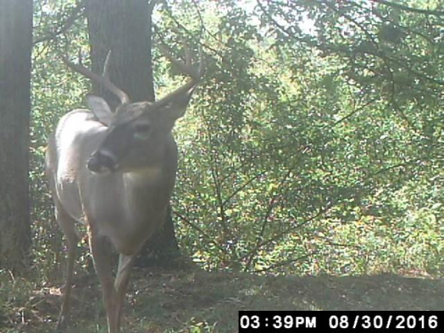 Trail Camera Videos