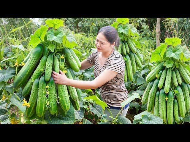 Harvesting Sweet Cucumber - Indian style cucumber and mouse salad recipe | Harvesting and Cooking