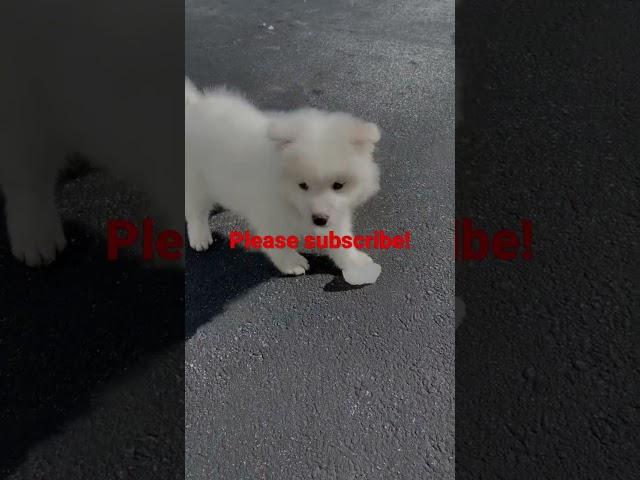 Cute puppy! Samoyed. Cun cung #cute #funny #dog