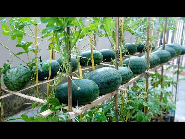 Growing Watermelon Provides Family, No Garden Needed, Just A Few Plastic Bottles