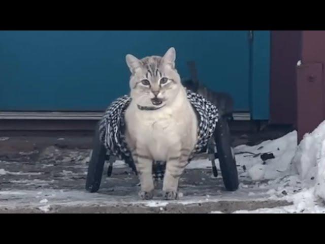 Paralyzed cat's hilarious reaction to wheelchair