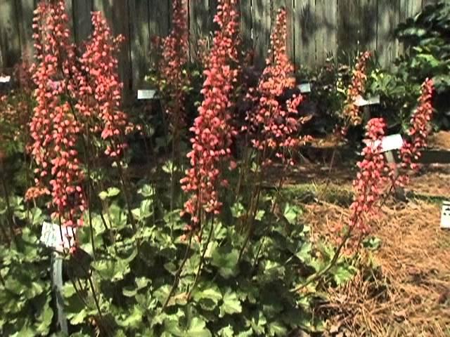 Heucheras, some of the best shade plants