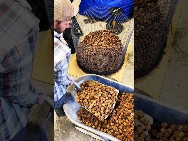 Black walnut harvest for this year. #homesteading #blackwalnut #prepping