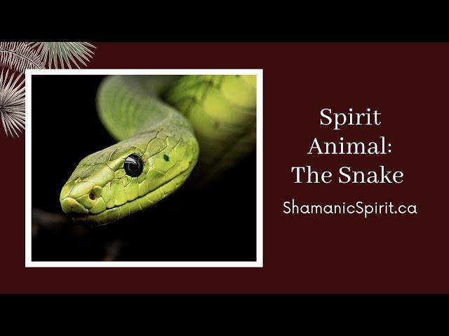 Animal Spirit Guide: The Snake (Shamanic Power Animal). Snake Symbolism