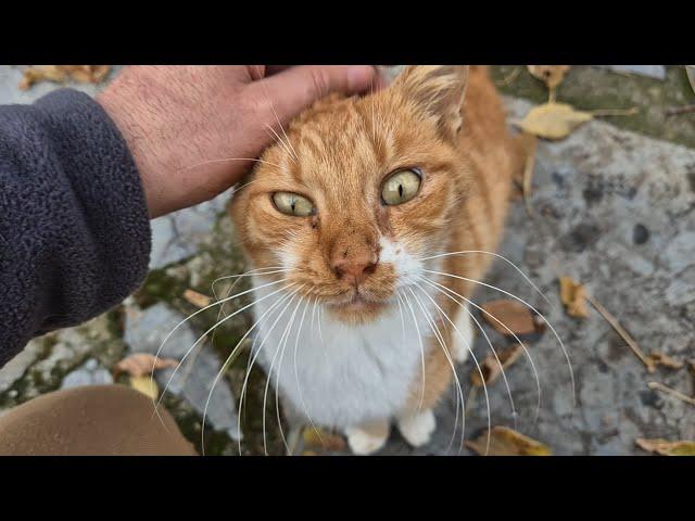 The Orange Cat Family surrounded me and I made them happy with a handful of food.