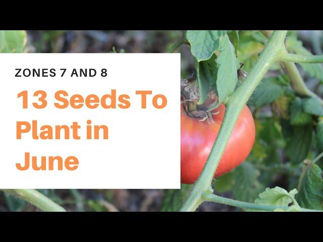 13 Seeds to Plant in June - [Zones 7 and 8]