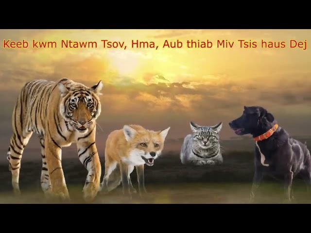 Dab neeg keeb kwm Vim li cas Tsov, Hma, Aub thiab miv Siv nplaig yaim dej xwb haus tsis tau dej