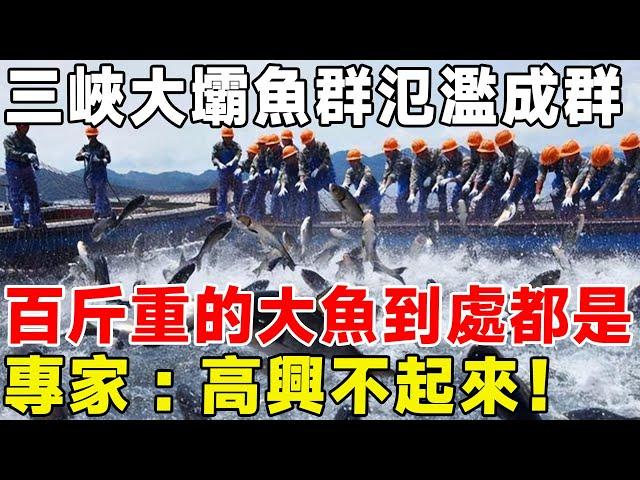 三峽大壩魚群氾濫成群，百斤重的大魚到處都是，專家：根本高興不起來！ #三峽大壩#水力發電廠#三峽大壩大魚#環保