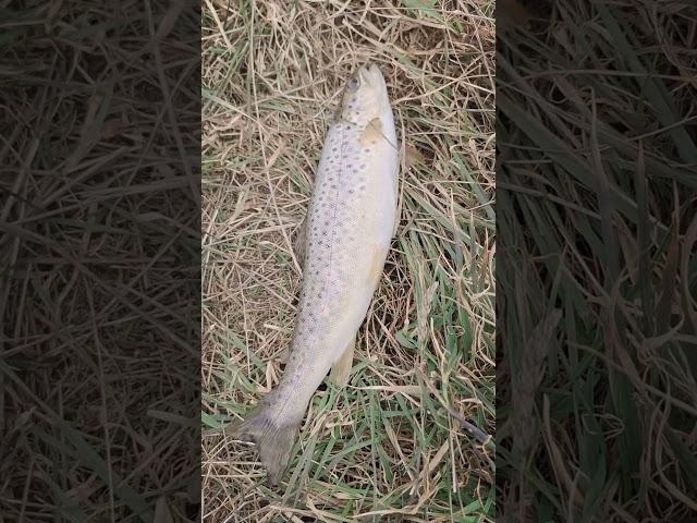 trout fishing pastrva #nature #fishinglife #fishingvideo #truth #troutfishing #lures #ryuki