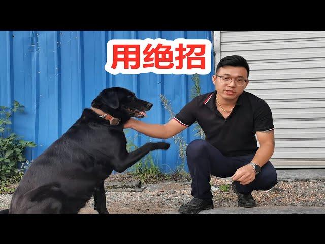 给拉布拉多犬打虫，狗语者老汤用奇招，直接笑喷路人