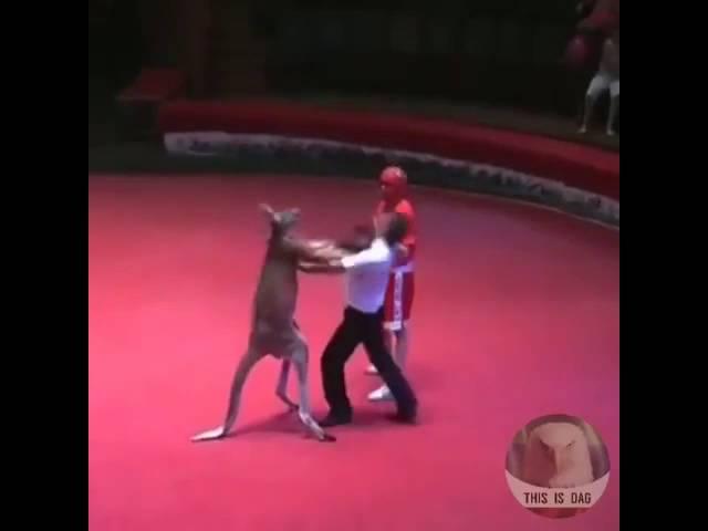 Kangaroo vs man (boxing)