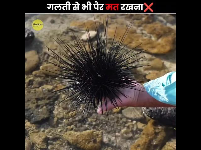 इनपर गलती से भी कदम मत रखना  | Never Step On a Sea Urchin | The Fact | #shorts #ytshorts