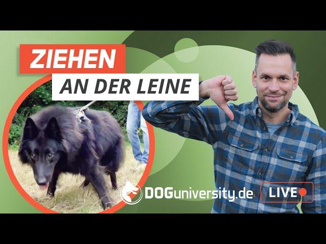 ZIEHEN an der Leine: Belgischer Schäferhund Fenris lernt Leinenführung | Live-Training