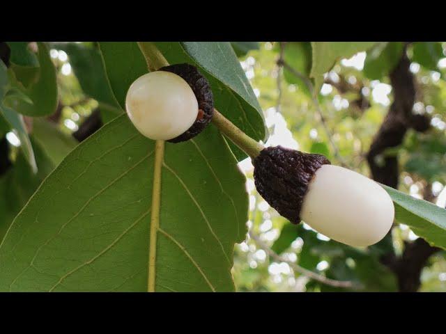 White Biba Seeds Tree's :- 9022970356 | Safed Bhilawa Price In India