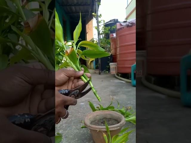 How to grow lucky bamboo from cuttings /#shorts #gardening #grafting