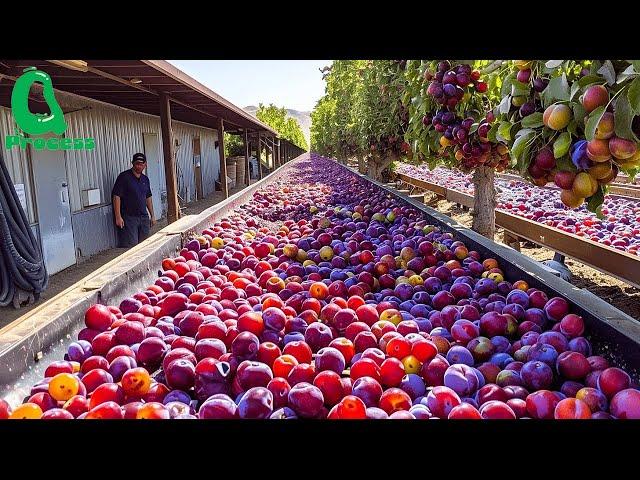 Harvesting Billions of Plums in California – From Fruit to Prunes!