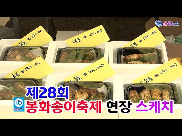 제28회 봉화송이축제 현장 스케치 2024 10 03