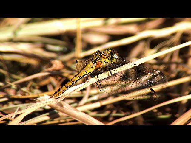 Ruddy Darter (Sympetrum sanguineum) (F) - on ground @ Rye Harbour