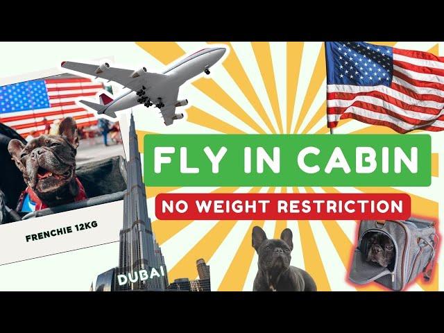 How to Fly With Dog In Cabin NO Weight Restriction! From High-Risk Rabies Country Dubai (UAE) to USA