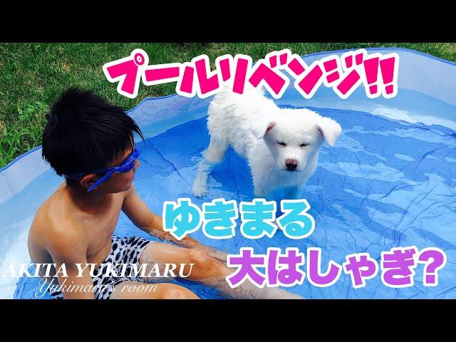 秋田犬のゆきまるがプールリベンジしてみたよ。【秋田犬】【Akita Puppy】