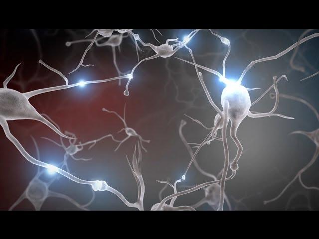 Experiences Build Brain Architecture