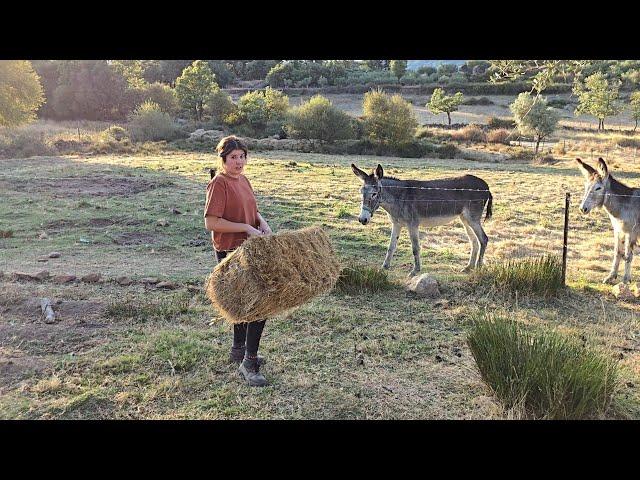 Atendiendo a las burras, os cuento lo que le ha pasado a la cerda