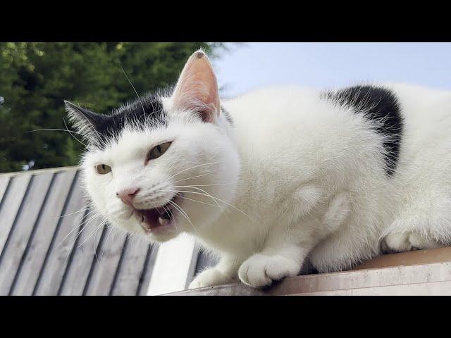 Cat Meowing Loudly