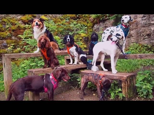 Dog Walking in the Lake District