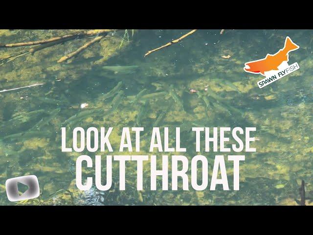 Coastal Cutthroat Fishing - How to catch Coastal Cutthroat