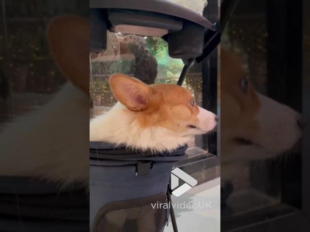 Corgi frightened by ostrich at a zoo || Viral Video UK