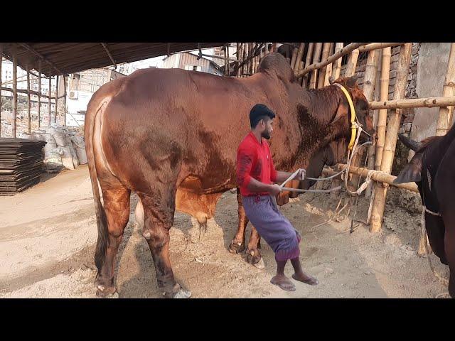 Biggest cow in Bangladesh | Sadeeq Agro Cattle Farm 2021