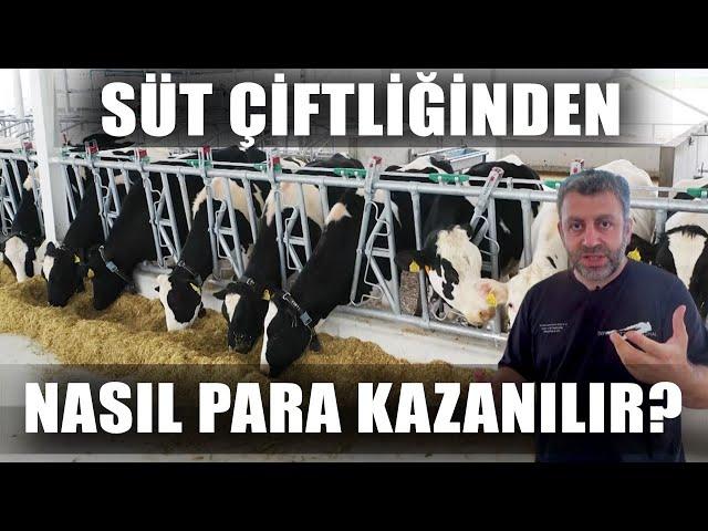 Süt Çiftliğinden Para Kazanmanın Sırları! Büyükbaş Hayvancılık Nasıl Yapılır? / Verimli Çiftlikler