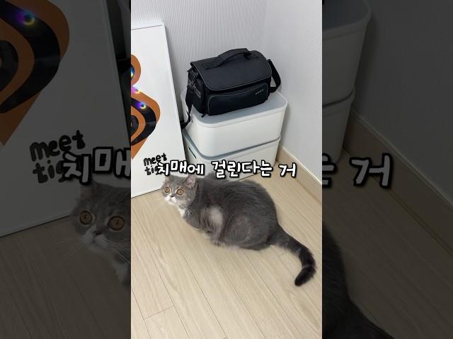 설마 우리 고양이가 치매라고?