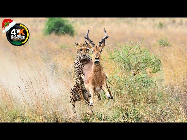 Amazing! Antelope Adventures: Horns, Hues, and Hidden Treasures | Wild Animal Documentary