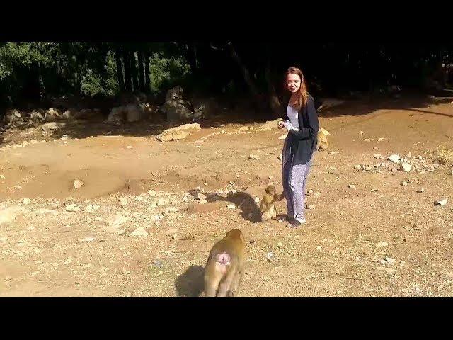 Wild Monkeys in Cedar forest - Azrou - middle Atlas