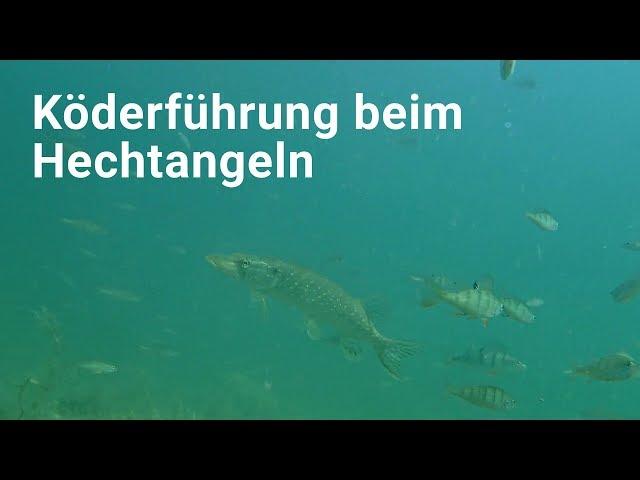 ► ► Köderführung beim Hechtangeln  Mehr Hechte durch Zupfen  der beste #Hechtköder