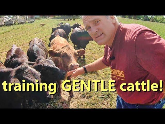 how to raise and train gentle cattle