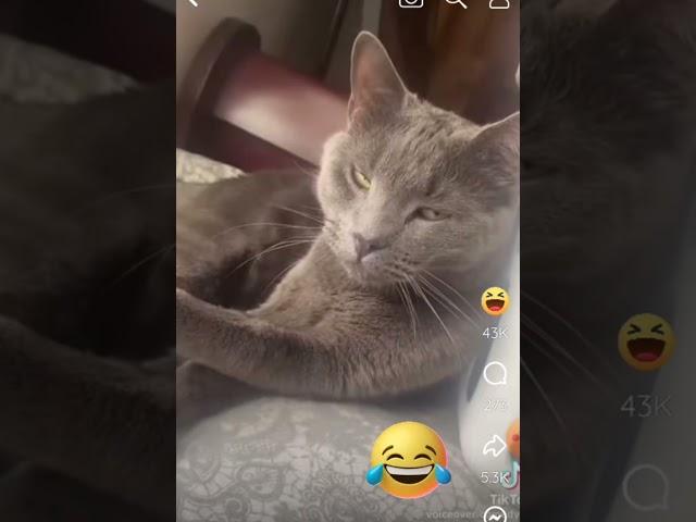 Making licking sounds when my cat grooms! (REMIX) LOL