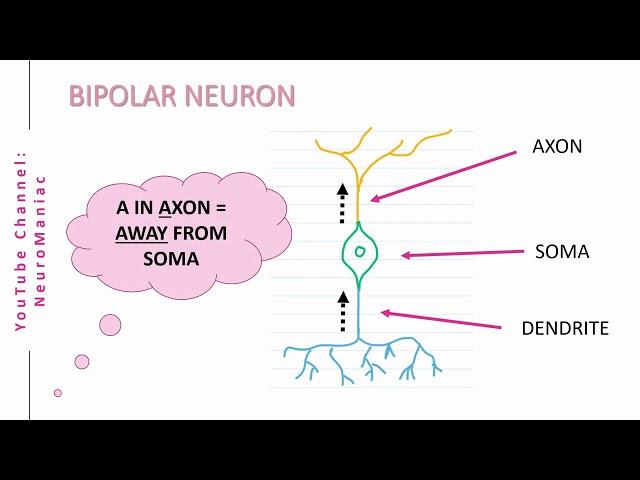 NEUROSCIENCE: STRUCTURAL TYPES OF NEURONS – UNIPOLAR, BIPOLAR, MULTIPOLAR, PSEUDO-UNIPOLAR