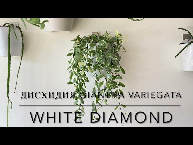 ДИСХИДИЯ OIANTHA VARIEGATA ‘WHITE DIAMOND’ [Краткий видео обзор]