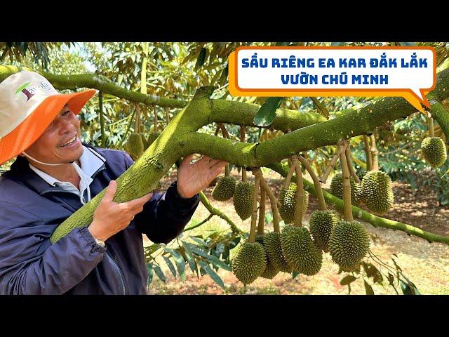 KÍ SỰ NHÀ NÔNG - SẦU RIÊNG EA KAR ĐẮK LẮK VƯỜN CHÚ MINH TRÁI 15-30 NGÀY