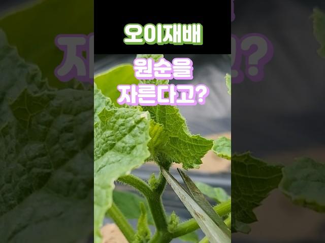조선오이 노각오이 원순제거 시기가 왔네요 #재배방법