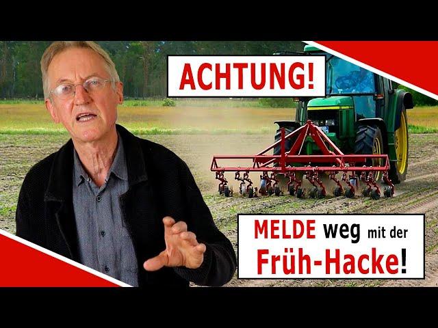 Bekämpfung von Melde und weißem Gänsefuß mit der Früh Hacke!