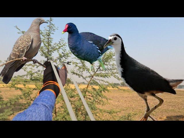 SlingShot Hunting Wild Birds