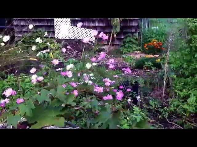 Succession Towards a Food Forest