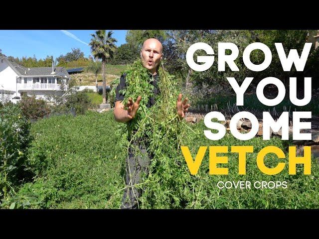 Get Your Soil Biology Going with Vetch - A Highly Productive Garden Cover Crop