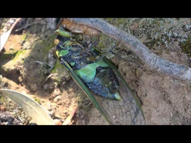 Australian Cicada - Rare Only 3 Found World-Wide!