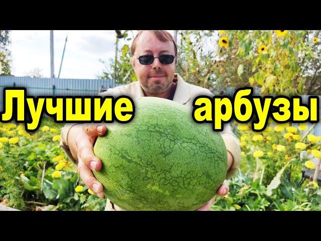 Самый крупный арбуз этого сезона, и какие арбузы самые вкусные!