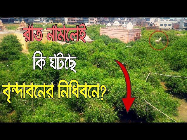 রাত নামলেই পাল্টে যায় রহস্যময় বৃন্দাবনের নিধিবন ||  Nidhivan Mystery of Vrindavan